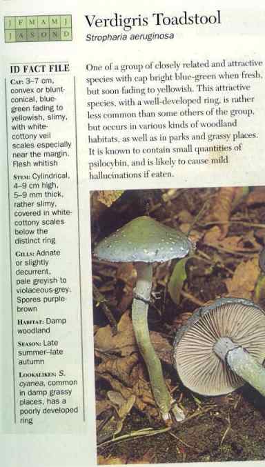 Verdigris Toadstool (Stropharia Aeruginosa)